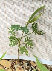 Acacia auriculiformis