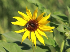 Acmaeodera disjuncta