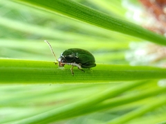 Psylliodes chrysocephala