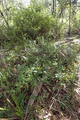 Billardiera heterophylla