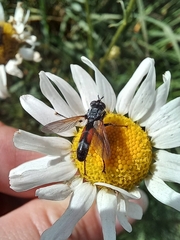 Cylindromyia intermedia