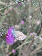 Polyommatus icarus