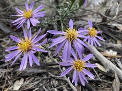 Olearia magniflora