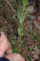 Billardiera heterophylla