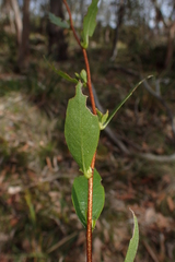 Billardiera heterophylla