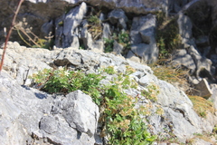 Potentilla caulescens