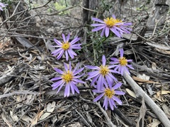 Olearia magniflora