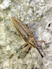 Lixus iridis