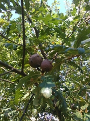 Andricus quercustozae