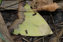 Ophiusa tirhaca