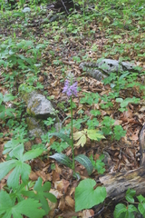 Dactylorhiza maculata