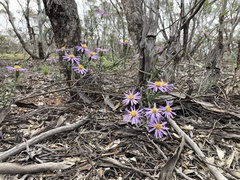 Olearia magniflora