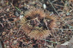 Castanea dentata