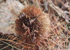 Castanea dentata