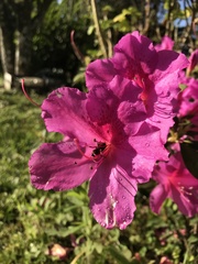 Rhododendron indicum