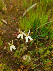 Stylidium xanthellum