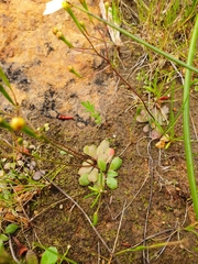 Stylidium xanthellum