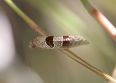 Pelochrista dorsisignatana