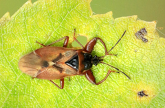 Gastrodes abietum