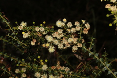 Acacia hubbardiana