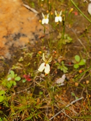Stylidium xanthellum