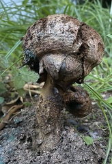 Pisolithus arhizus