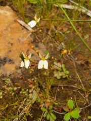 Stylidium xanthellum