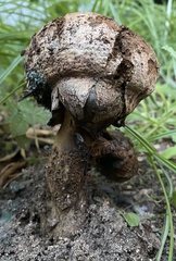 Pisolithus arhizus