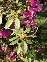 Rhododendron indicum