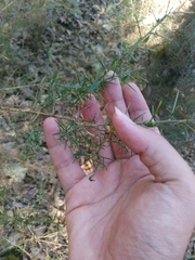 Genista falcata