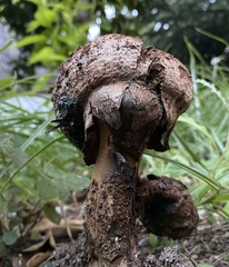 Pisolithus arhizus