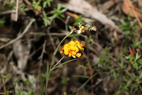 Image of Chorizema parviflorum by (c) Greg Tasney, some rights reserved (CC BY-SA)
