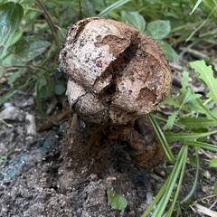 Pisolithus arhizus