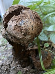 Pisolithus arhizus