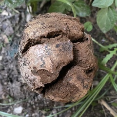 Pisolithus arhizus
