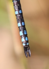 Aeshna verticalis