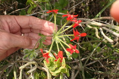 Pelargonium fulgidum