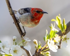 Myzomela sanguinolenta