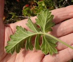 Pelargonium fulgidum