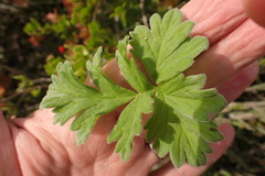 Pelargonium fulgidum