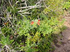 Pelargonium fulgidum