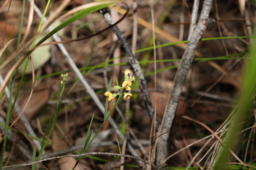 Image of Chorizema parviflorum by (c) Greg Tasney, some rights reserved (CC BY-SA)