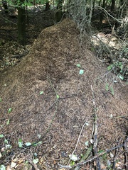 Formica rufa