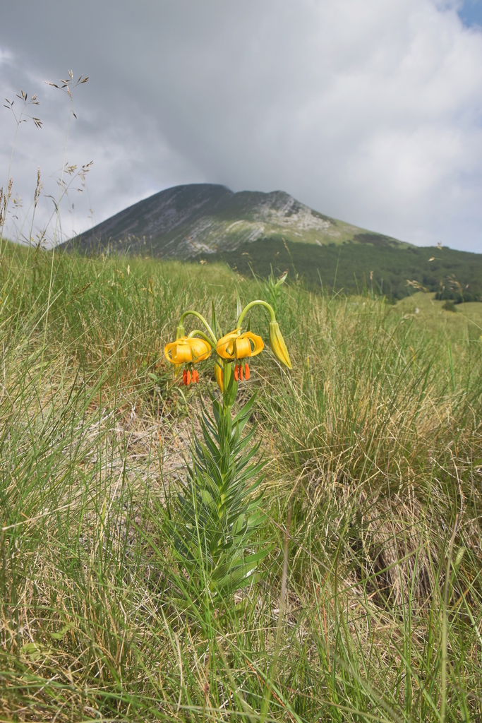 Bosnian Lily from Sveti Rok, Hrvatska on June 17, 2020 at 09:31 AM by ...