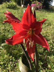 Hippeastrum