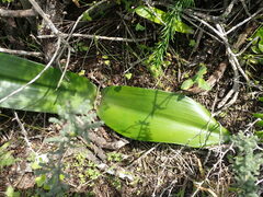 Haemanthus coccineus