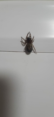 Amaurobius