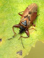 Gastrodes abietum