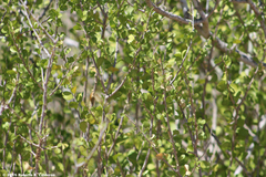 Schaefferia cuneifolia