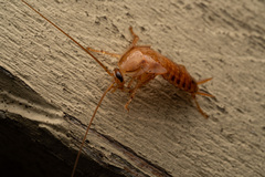 Blattodea